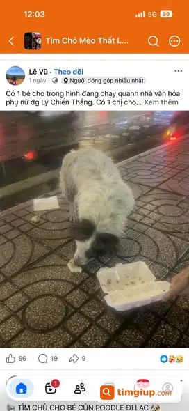 Tìm Thú Cưng Thất Lạc Quanh Phan Đình Phùng Và Lê Văn Sỹ