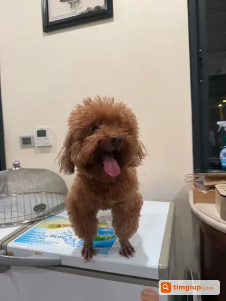 Chó Lông Xoăn Giống Poodle Đi Lạc Tại Vinhomes Greenbay, Hà Nội