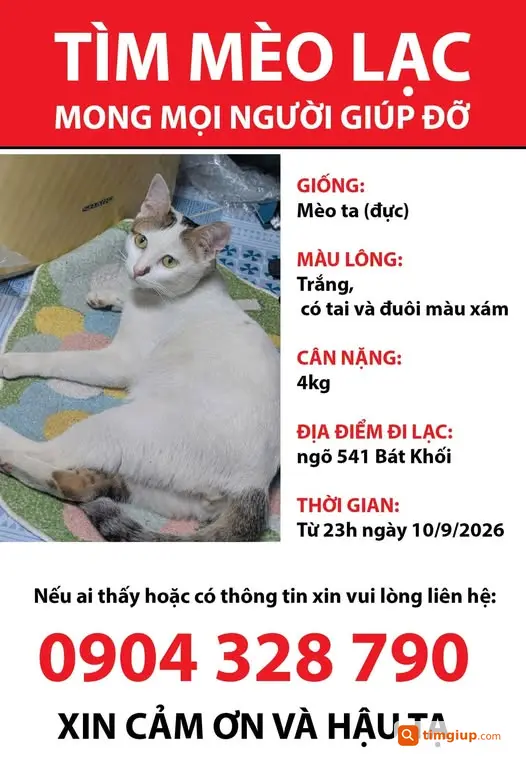Mèo Ta Trắng Tai Đuôi Xám Bị Trộm Tại Long Biên, Hà Nội