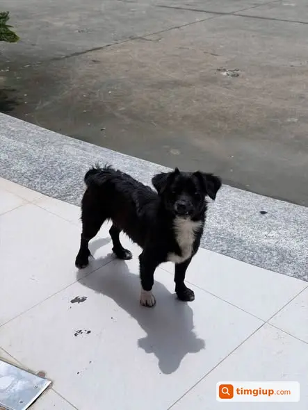 Chó Đen Vện Trắng Ở Chân Và Cổ Tại Tây Mỗ Tìm Chủ