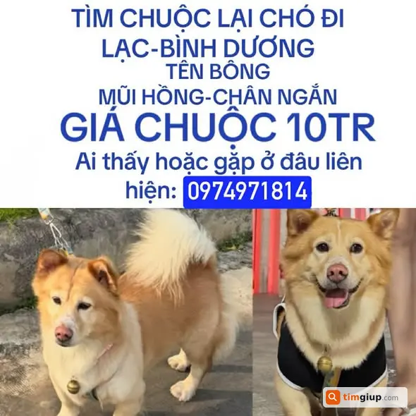 Tìm Chó Chân Ngắn Tên Bông Thất Lạc Tại Bình Dương