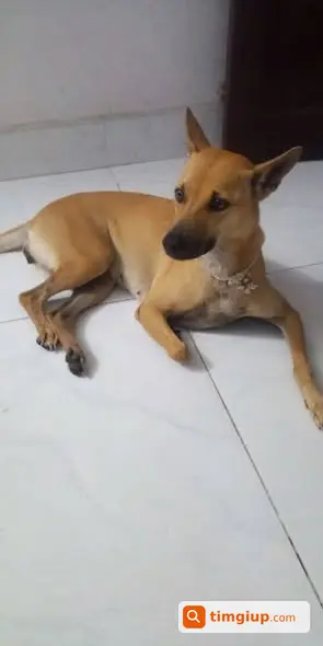 Tìm Chó Cái Bơ Màu Vàng Thất Lạc Tại Quận 12, TP.HCM