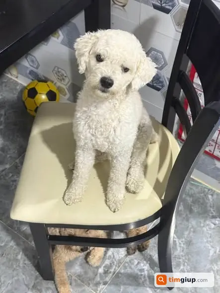 Tìm Chó Poodle Trắng Thất Lạc Tại KDC 148 Cần Thơ