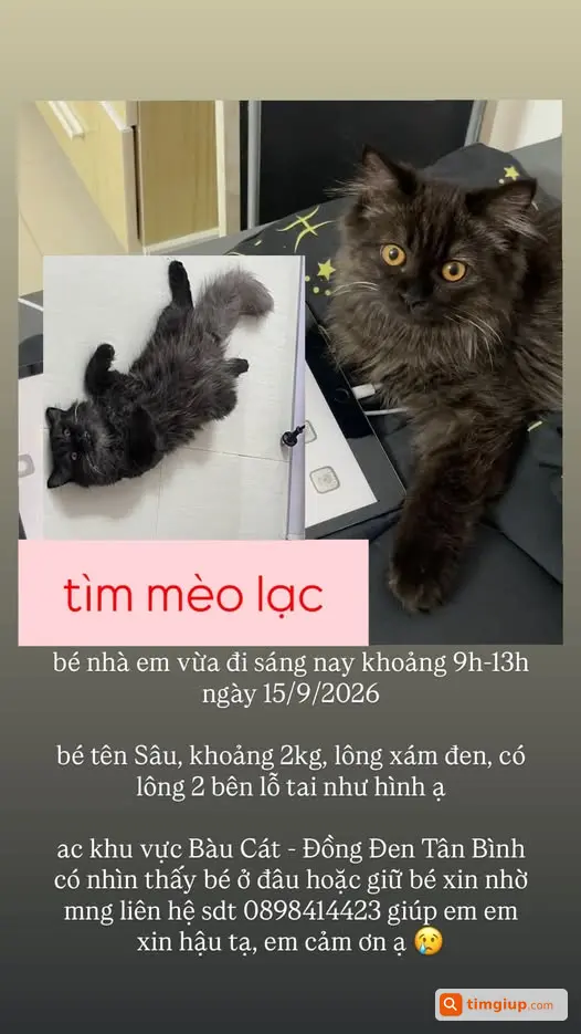 Mèo Thất Lạc Khu Vực Đồng Đen - Bàu Cát, Tân Bình