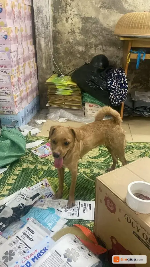 Nhặt Được Chó Cỏ Màu Vàng Tại Tương Mai, Hoàng Mai, Hà Nội