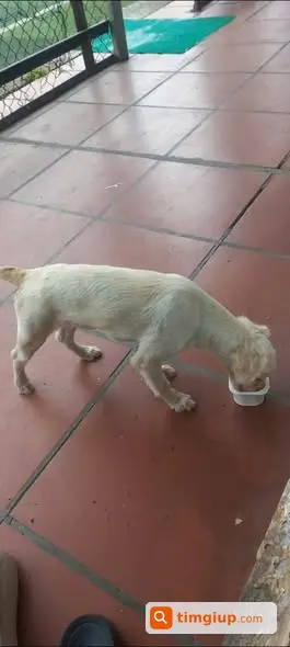 Tìm Chó Thất Lạc Tên Ki Gần Học Viện Cảnh Sát Nhân Dân