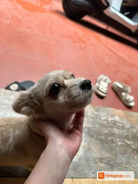 Cún Đi Lạc Tại Đường Cầu Giấy, Hà Nội Đang Được Giữ An Toàn