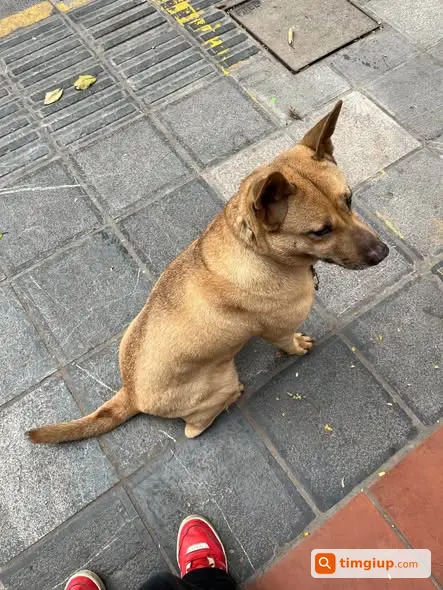Chó Bin Màu Vàng Thất Lạc Khu Hai Bà Trưng, Hà Nội