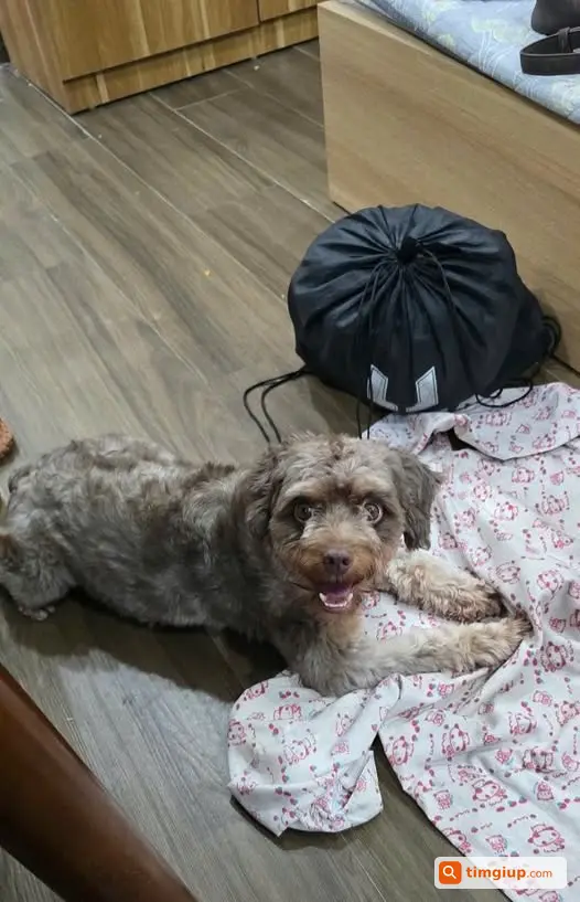 Chó Poodle Lai Màu Xám Thất Lạc Tại Nam Dư, Hoàng Mai