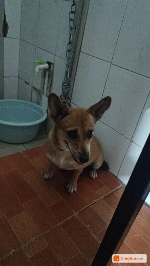 Nhặt Được Chó Vàng Lạc Vào Nhà Tại Phố Đức Giang, Hà Nội