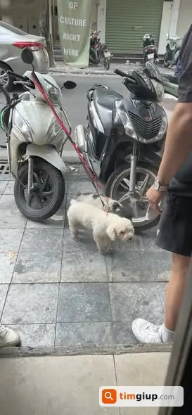 Tìm chó Poodle đực lông trắng lạc khu vực Ba La, Văn Phú