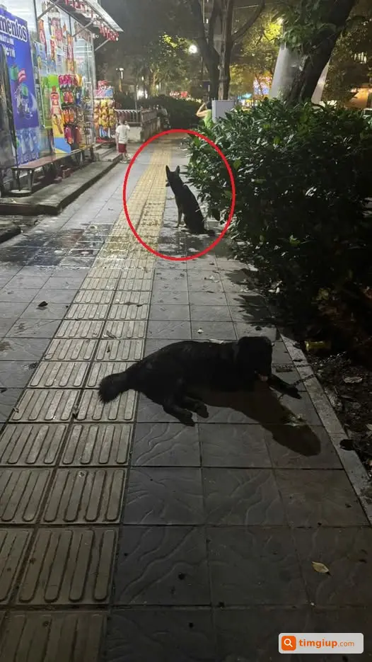 Chó Ta Lai Ber-Giê Đen 15kg Cần Tìm Chủ Gần Cầu Giấy