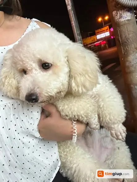 Nhặt Được Chó Poodle Trắng Tại Đường Luỹ Bán Bích