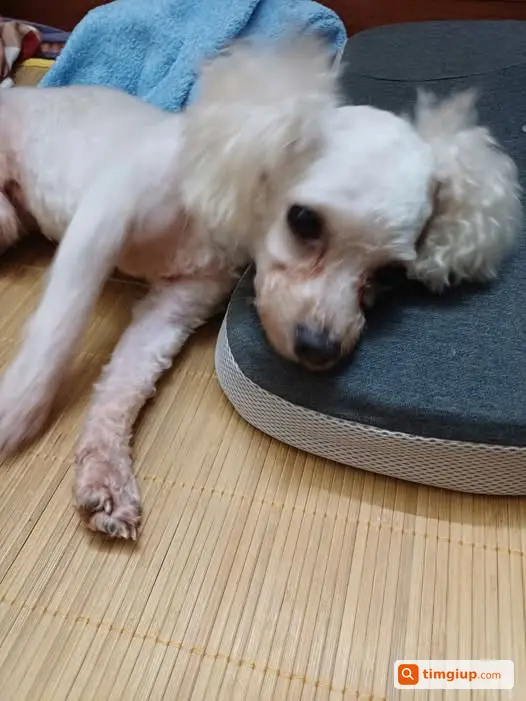 Poodle Đực Trắng Tên Chuối Thất Lạc Tại Tây Hồ, Hà Nội