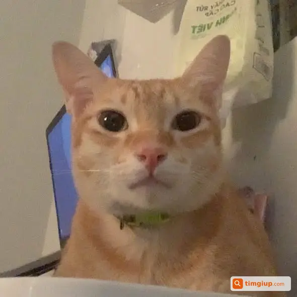 Ảnh 2