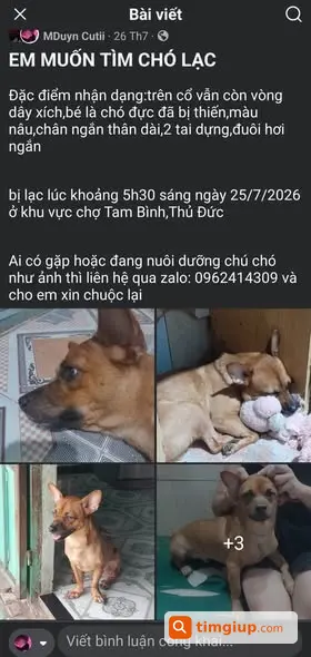 Tìm Chó Thất Lạc Tại Tam Bình, TP Thủ Đức Từ Ngày 25-7-2026