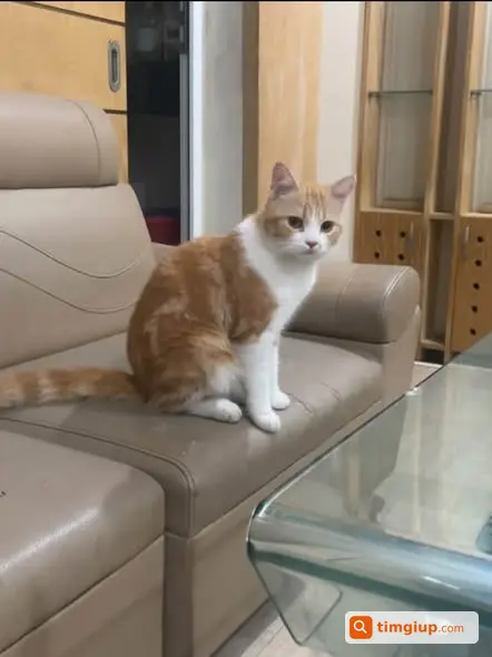 Bé Chó Đi Lạc Nhiều Ngày Tại Nguyễn Hiền, Hai Bà Trưng