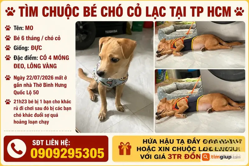 Tìm Chó Cỏ Mo Lông Vàng Thất Lạc Tại Bình Hưng, TP.HCM