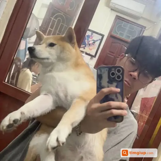 Tìm Chó Shiba Inu Đực Thất Lạc Gần Đại Học Bách Khoa Hà Nội