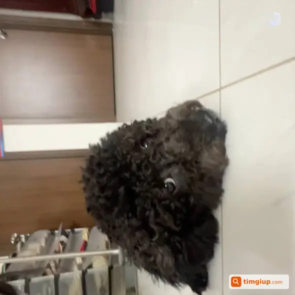 Tìm Chó Poodle Đen Thất Lạc Gần Chung Cư Green River Quận 8