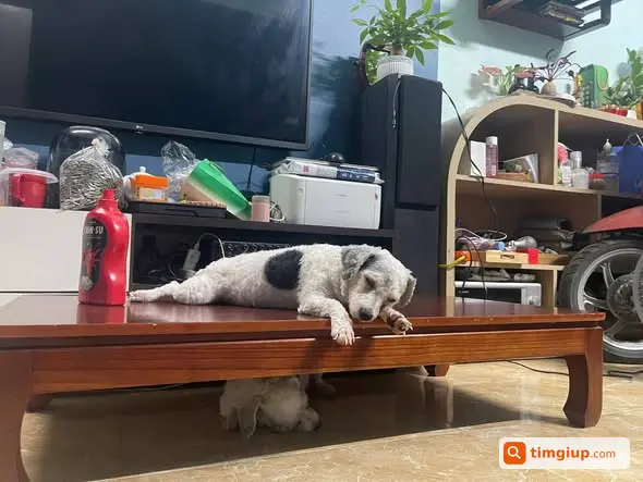 Cún Nhà Chạy Lạc Tại Ngõ 230 Định Công Thượng, Hà Nội