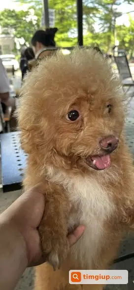 Nhặt Được Chó Poodle Đực Màu Nâu Tại Nguyễn Văn Linh, Quận 8