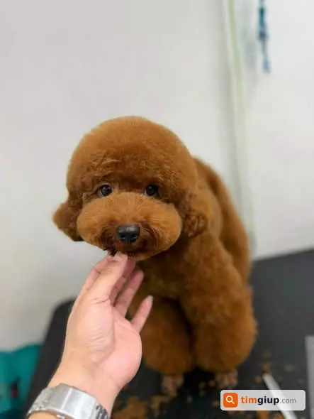 Tìm Chó Poodle Nâu Thất Lạc Tại Đường 30-4, Vũng Tàu