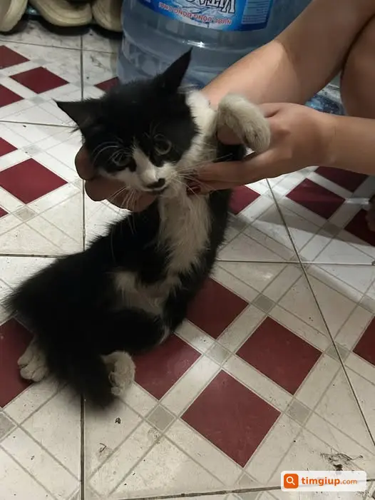 Nhặt Được Mèo Bò Sữa Tại Ngách 11 Ngõ An Sơn, Đại La
