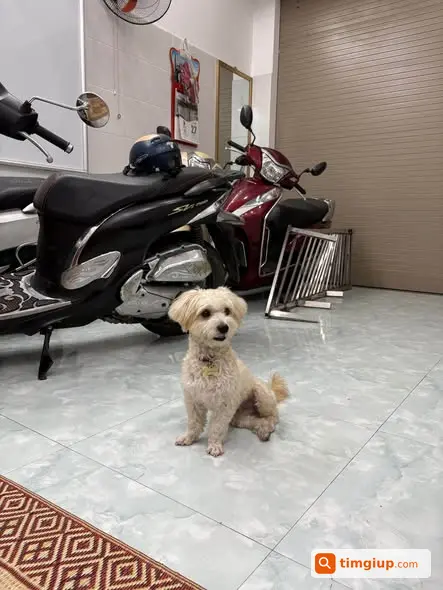 Chó Mocha Bị Lạc Khu Vực Hyundai, Hà Đông Tối 25-09