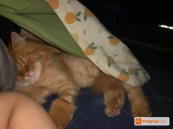 Mèo Sữa Lông Cam Thất Lạc Tại Trần Khát Chân, Hà Nội