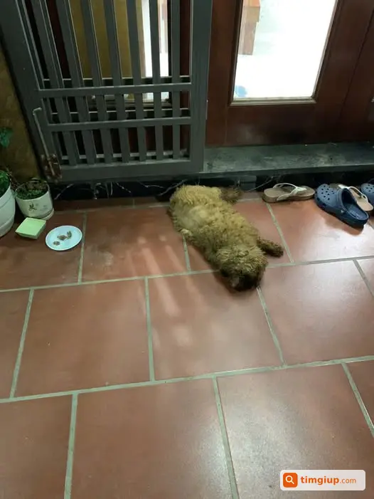 Poodle Đỏ Đi Lạc Tại Ngõ 48 Ngô Gia Tự, Long Biên, Hà Nội