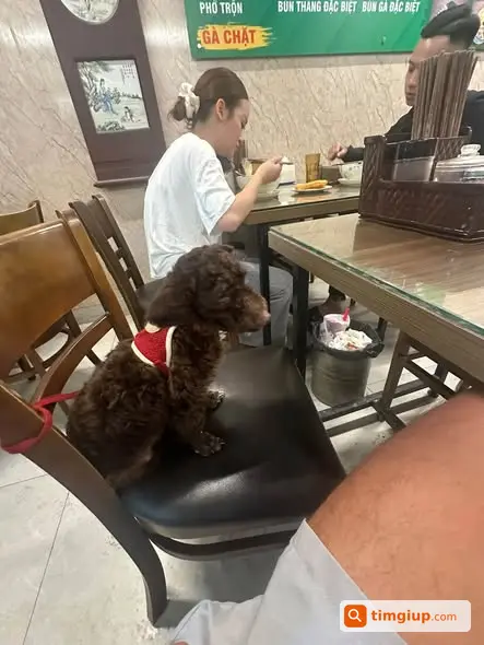 Tìm Chó Poodle Nâu Tên Gấu Thất Lạc Tại Ngụy Như Kon Tum