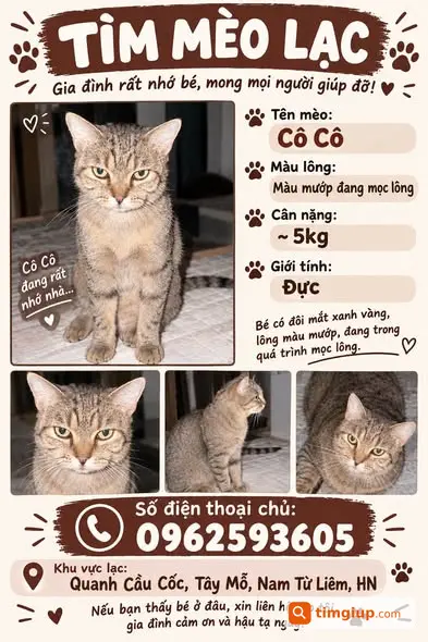 Mèo 5kg Thất Lạc Quanh Tây Mỗ Đêm 11-9
