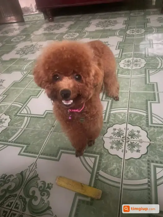 Tìm Chó Poodle Nhỏ Đeo Vòng Cổ Hồng Thất Lạc Tại Bình Khánh, Cần Giờ