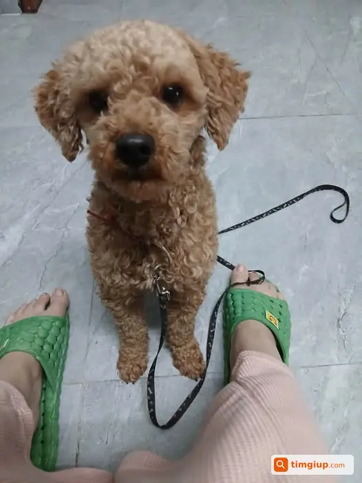 Chó Mundo Màu Nâu Đi Lạc Lúc 19h30, Gia Đình Tìm Kiếm