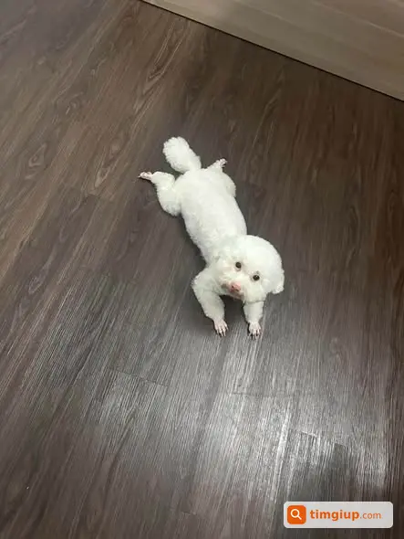 Poodle Trắng Tên Bột Đi Lạc Tại Phú Đô, Mỹ Đình