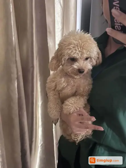 Poodle Bim 3-4kg Thất Lạc Tại Trần Thái Tông, Hà Nội