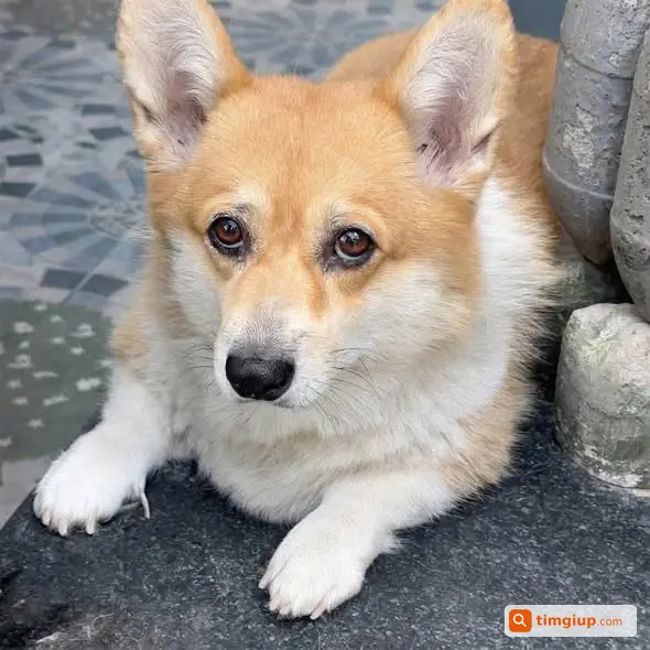 Corgi Thất Lạc Tại Khu Vực Sáp Mai, Thiên Lộc, Hà Nội