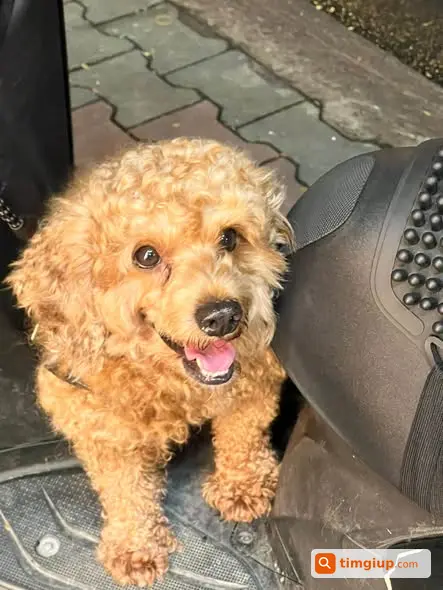 Tìm Chó Poodle Thất Lạc Gần Trường Nguyễn Hữu Tiến, Hóc Môn