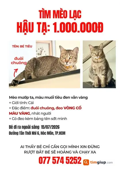 Tìm Mèo Thất Lạc Bé Tiêu Đeo Vòng Cổ Vàng Tại Địa Phương