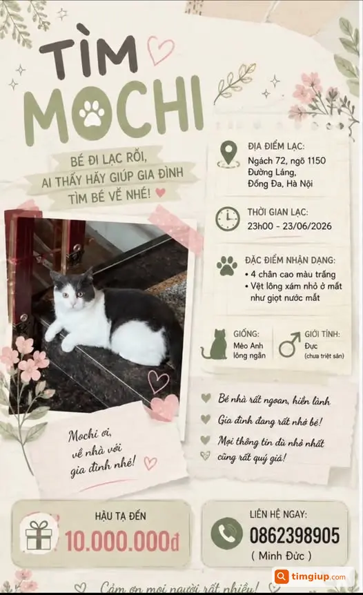 Mèo Mochi Đi Lạc Tại Đường Láng, Đống Đa, Hà Nội