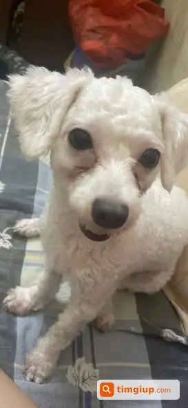 Poodle Trắng Tên Cừu Thất Lạc Tại Tứ Liên, Tây Hồ, Hà Nội
