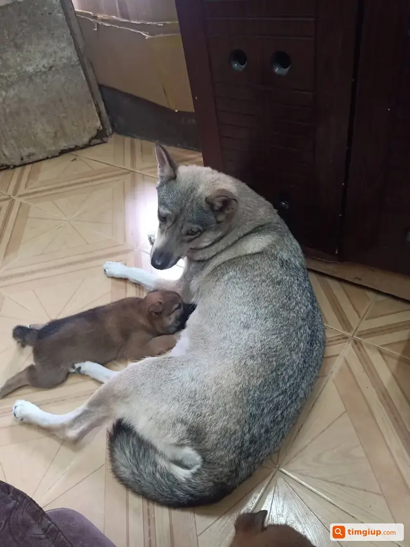 Chó Cái Lông Xám Pha Vàng Kem Lạc Ở Quận 12, TP.HCM