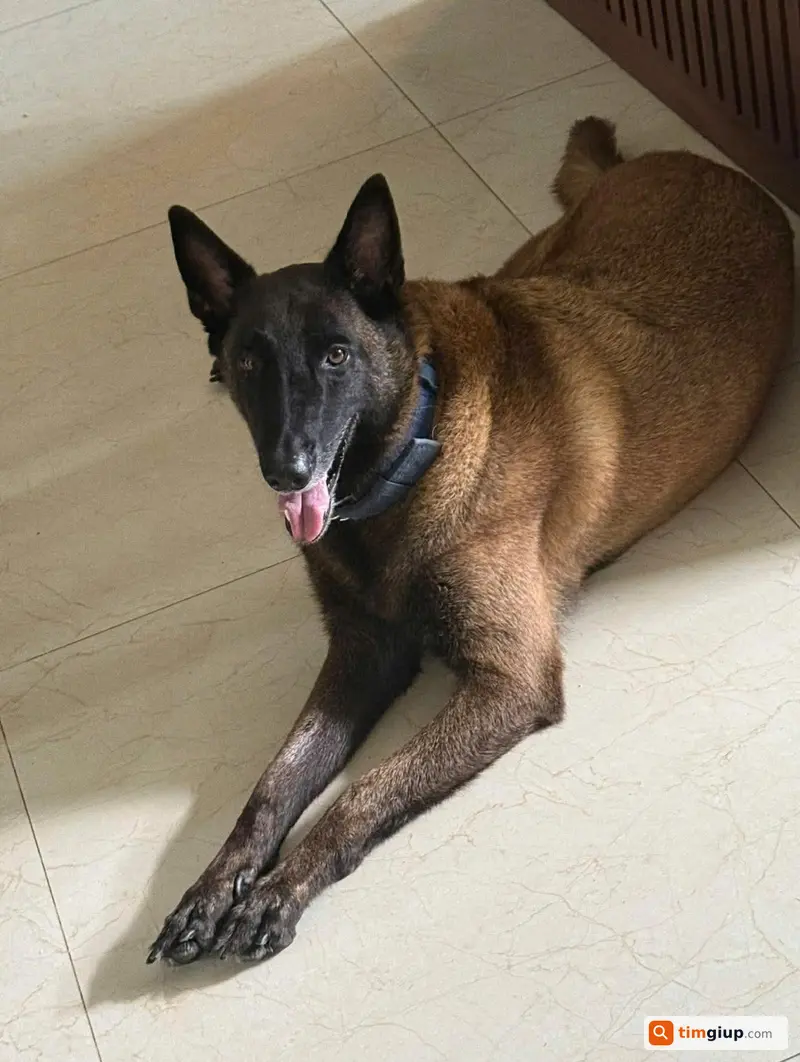 Tìm chó Béc Giê Bỉ tên Ben lạc tại Thái Bình, Hưng Yên