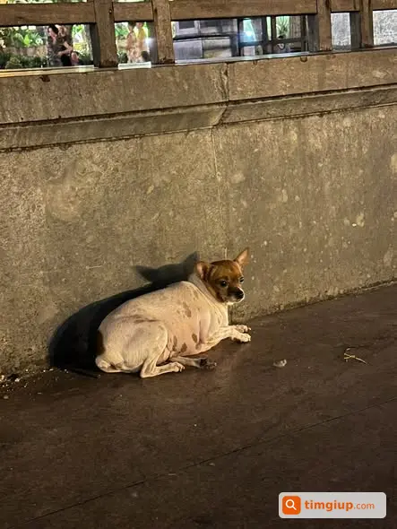 Bé Bị Lạc Tại Chòi Sau Tượng Đài Lý Thái Tổ, Hà Nội