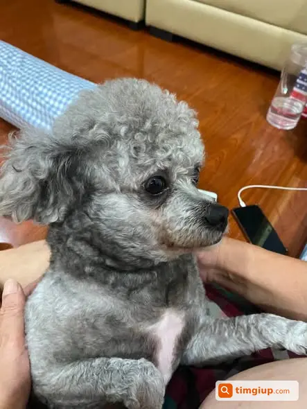 Chó Poodle Xám 10kg Thất Lạc Tại Bồ Đề, Long Biên
