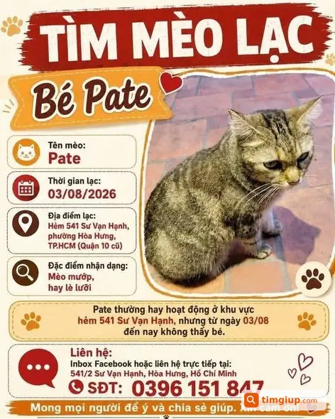 Mèo Mướp Pate Thất Lạc 42 Ngày Tại Hẻm 541 Sư Vạn Hạnh