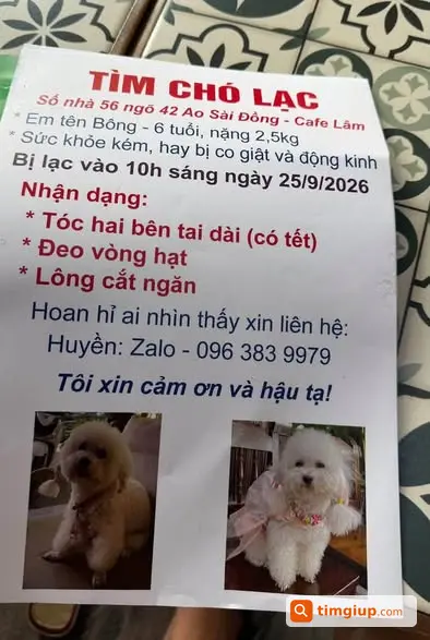 Chó Bông 6 Tuổi Đi Lạc Tại Ngõ 42 Ao Sài Đồng, Hà Nội