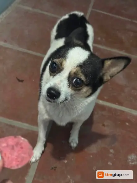 Nhặt Được Chó Chihuahua Mang Thai Tại Thanh Oai, Hà Nội