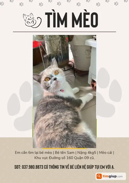 Tìm mèo con thất lạc khu Quận 9 cũ, TP.HCM từ 11/06
